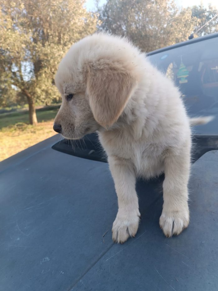 Pretty splendida dolce cucciola simil Golden