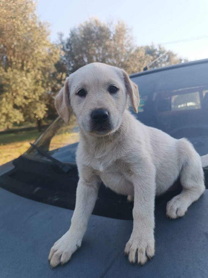 Gioia meravigliosa dolce cucciola simil Labrador