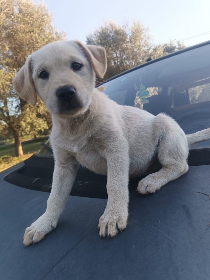Gioia meravigliosa dolce cucciola simil Labrador