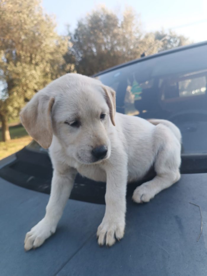 Gioia meravigliosa dolce cucciola simil Labrador - media 4