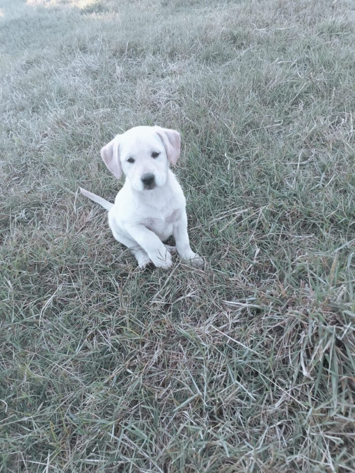 Gioia meravigliosa dolce cucciola simil Labrador - media 5