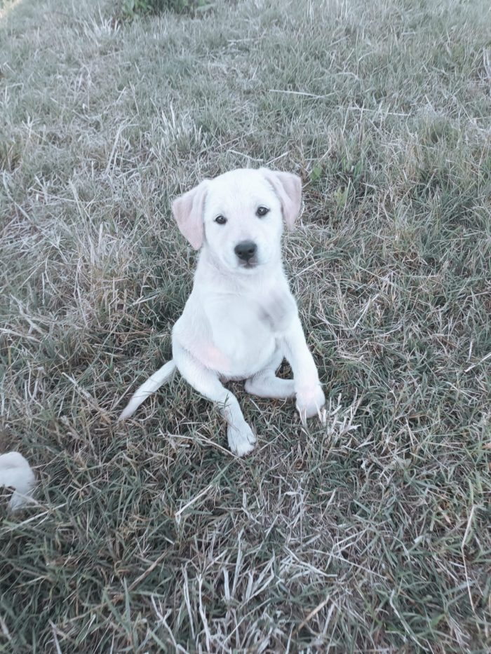 Gioia meravigliosa dolce cucciola simil Labrador - media 6