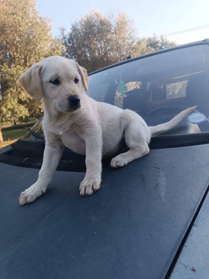 Gioia meravigliosa dolce cucciola simil Labrador