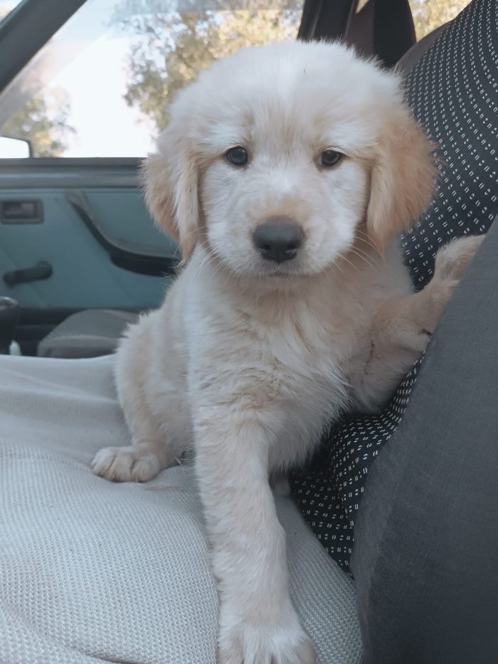 Honey splendido dolce cucciolotto simil Golden