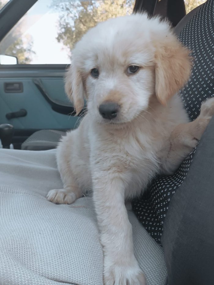 Honey splendido dolce cucciolotto simil Golden