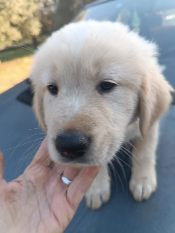 Honey splendido dolce cucciolotto simil Golden