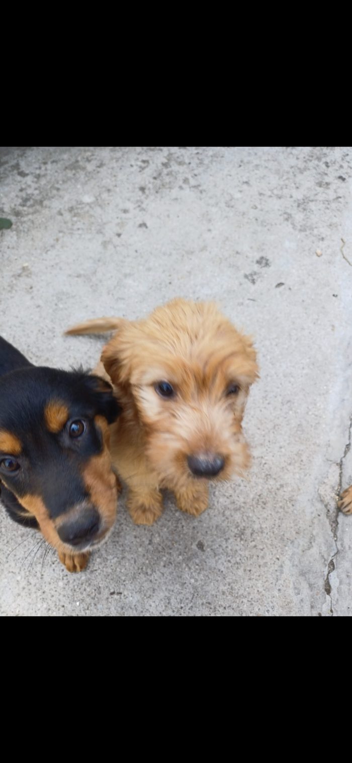 2 cucciole simpaticissime e dolci cercano casa