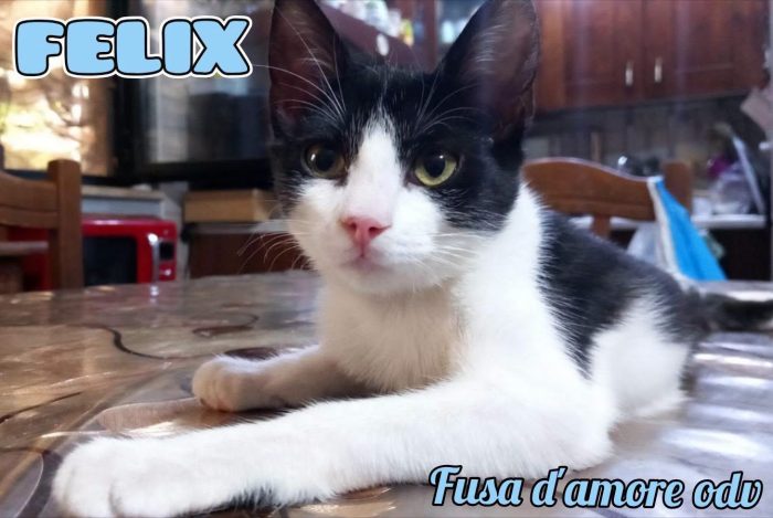 FELIX, adorabile micino in adozione