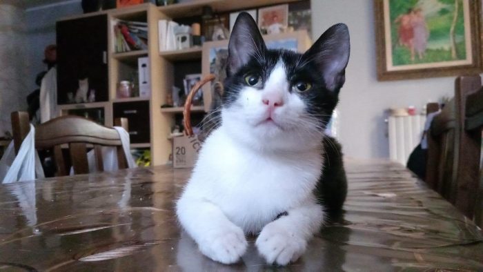 FELIX, adorabile micino in adozione