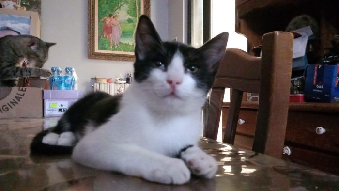 FELIX, adorabile micino in adozione