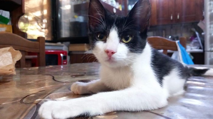 FELIX, adorabile micino in adozione - media 5