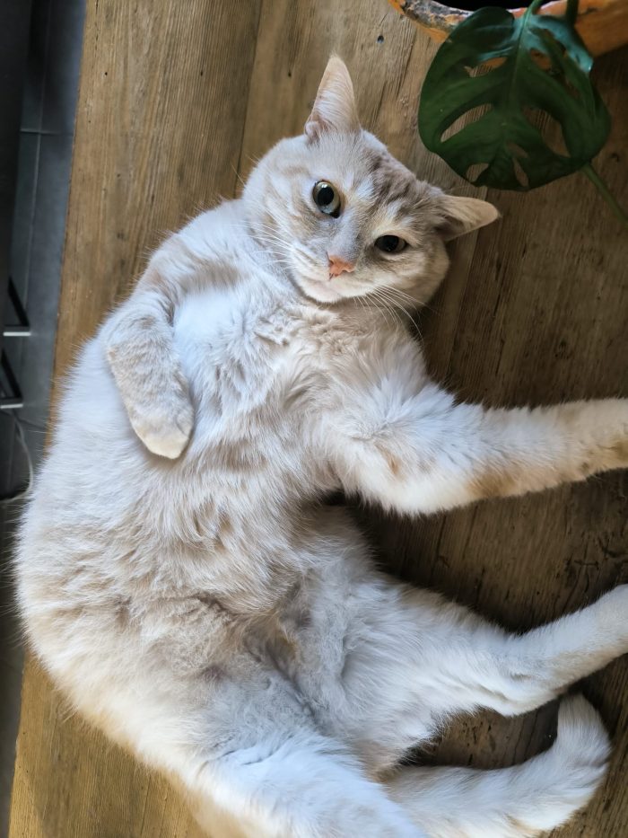 🐱 GATTO MASCHIO DI 5 ANNI CERCA UNA NUOVA FAMIGLIA ❤️