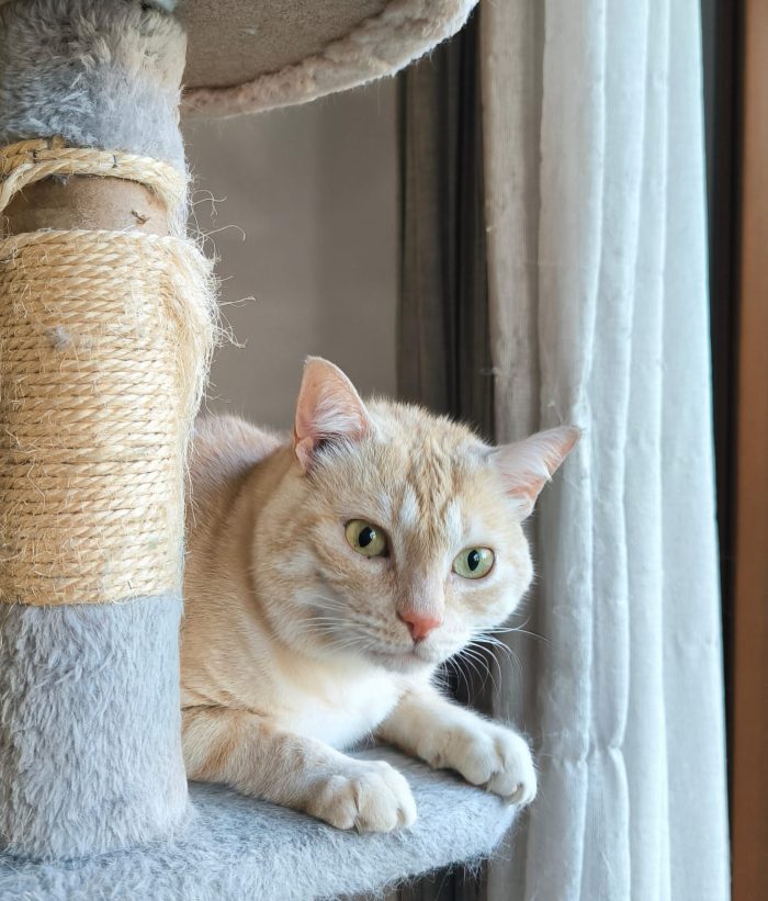 🐱 GATTO MASCHIO DI 5 ANNI CERCA UNA NUOVA FAMIGLIA ❤️