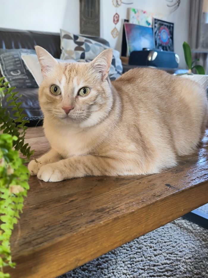 🐱 GATTO MASCHIO DI 5 ANNI CERCA UNA NUOVA FAMIGLIA ❤️ - media 4
