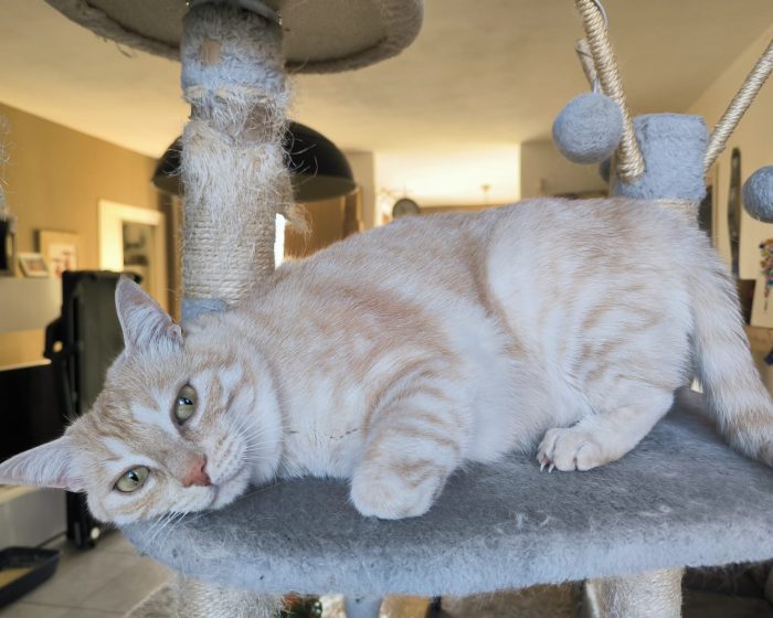 🐱 GATTO MASCHIO DI 5 ANNI CERCA UNA NUOVA FAMIGLIA ❤️