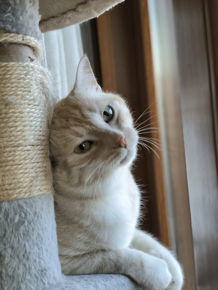 🐱 GATTO MASCHIO DI 5 ANNI CERCA UNA NUOVA FAMIGLIA ❤️ - media 5
