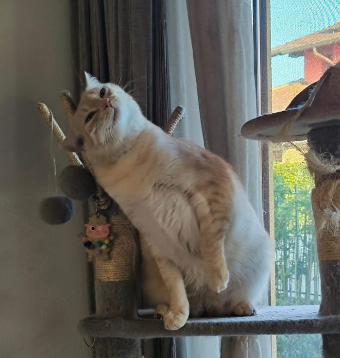 🐱 GATTO MASCHIO DI 5 ANNI CERCA UNA NUOVA FAMIGLIA ❤️ - media 6