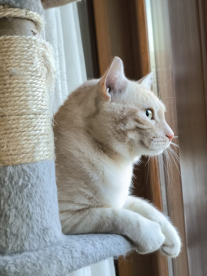 🐱 GATTO MASCHIO DI 5 ANNI CERCA UNA NUOVA FAMIGLIA ❤️ - media 7