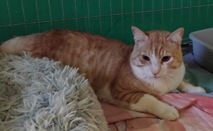 CAMILLO, micio adorabile, rosso e bianco