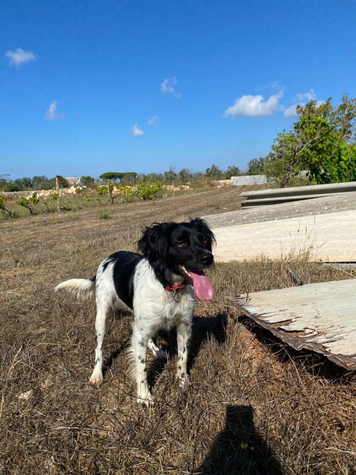Bretoncina meravigliosa 3anni,ok gatti,vive un 1stanzetta LECCE