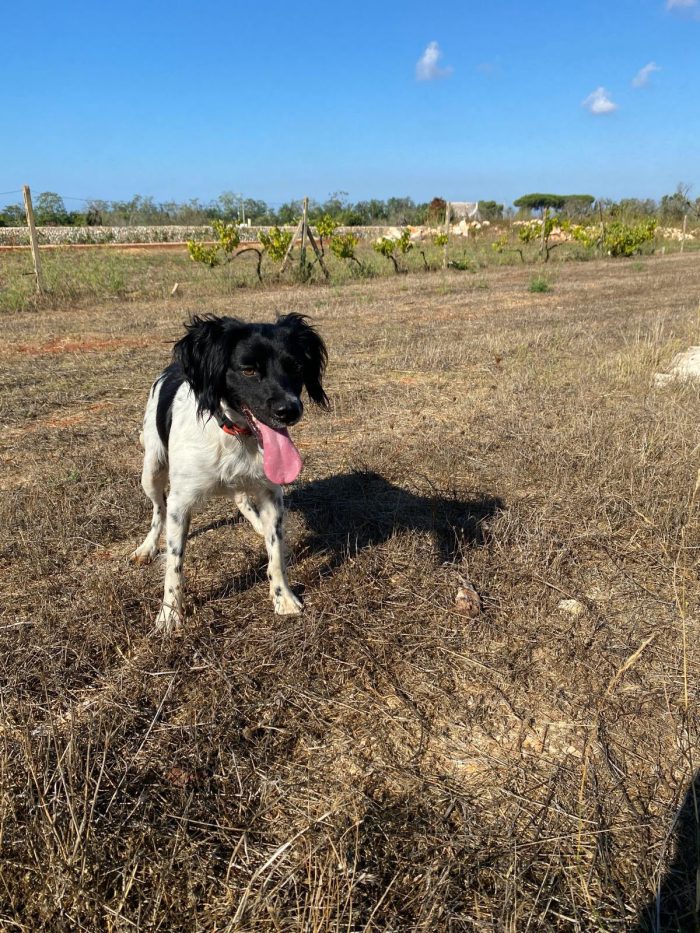 Bretoncina meravigliosa 3anni,ok gatti,vive un 1stanzetta LECCE - media 5