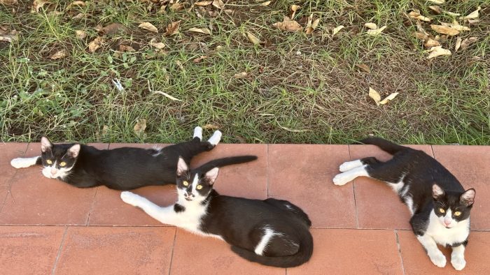 3 giovani gatti, dolci e giocherelloni, dal pelo bianco e nero, di 6 mesi cercano casa, anche separatamente.