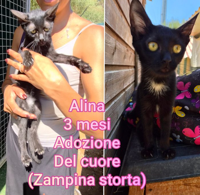 Miciottini bellissimi