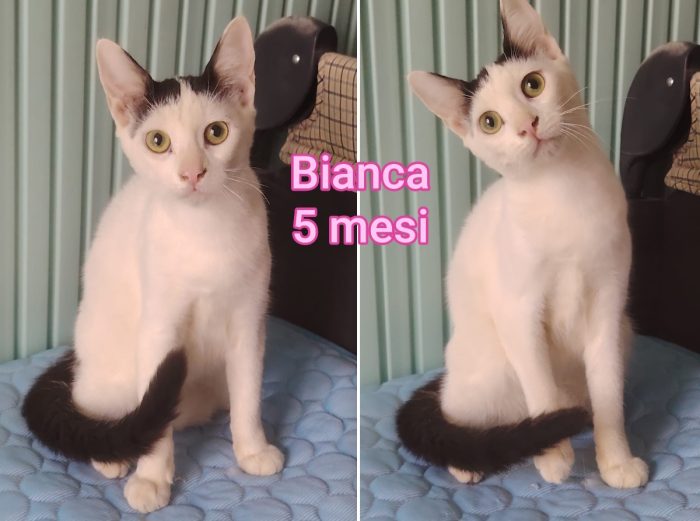 Miciottini bellissimi - media 4