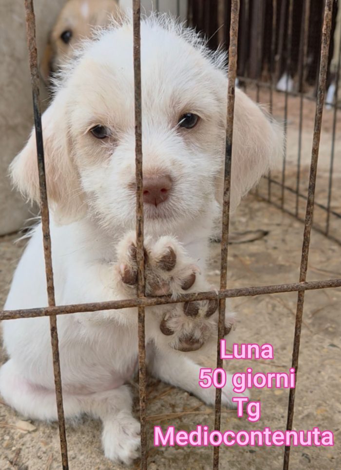 Emergenza cuccioli