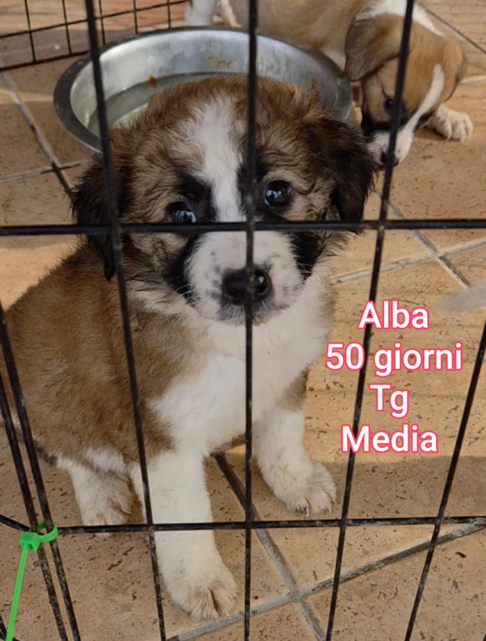 Emergenza cuccioli