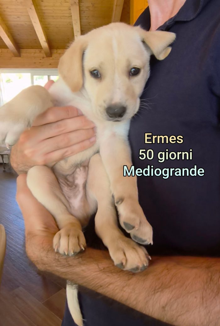 Emergenza cuccioli