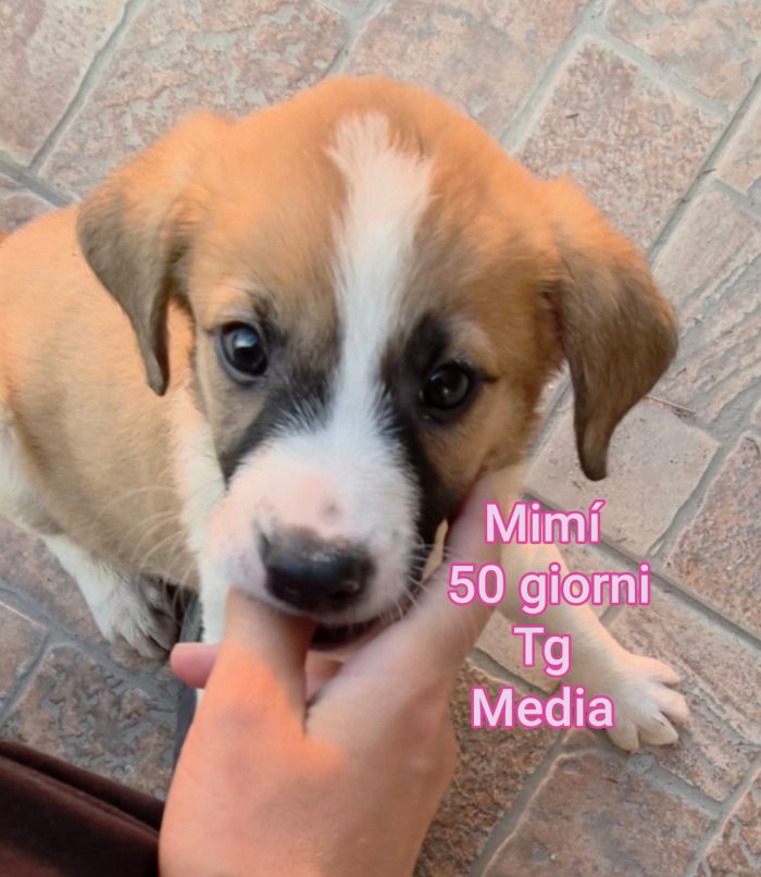 Emergenza cuccioli - media 4