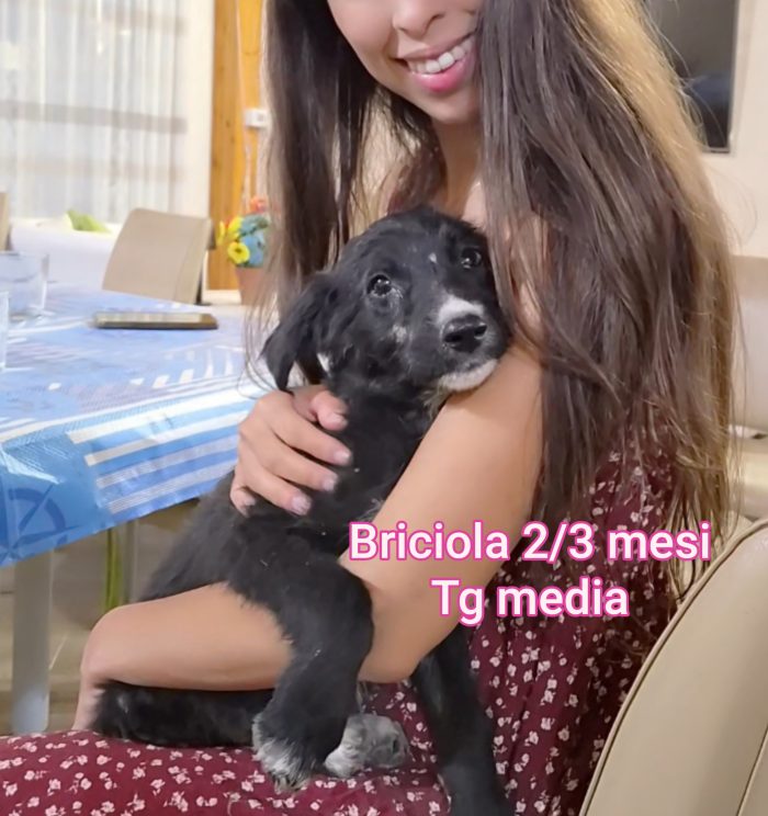Emergenza cuccioli - media 5