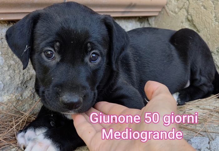 Emergenza cuccioli - media 7