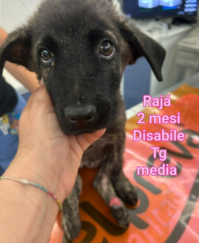 Emergenza cuccioli - media 8