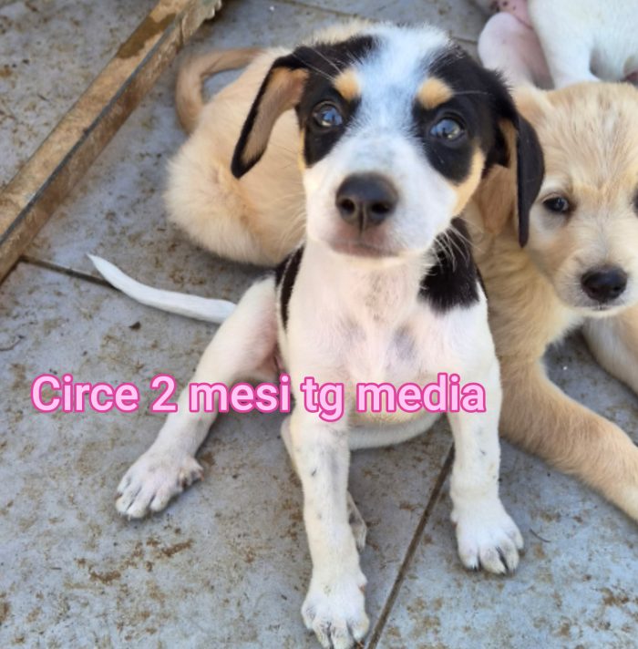 Emergenza cuccioli - media 9