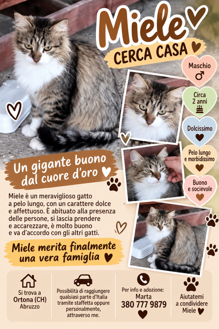 Miele cerca casa