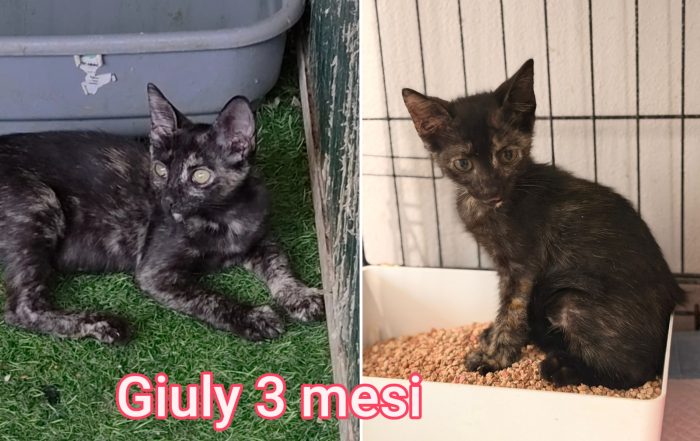 Siamo sommerse dai gattini