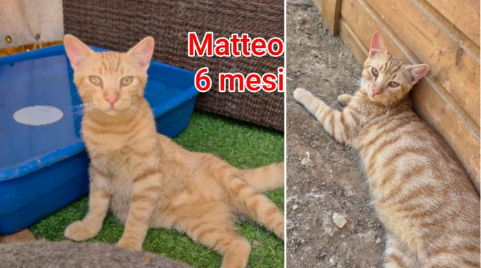 Siamo sommerse dai gattini - media 4