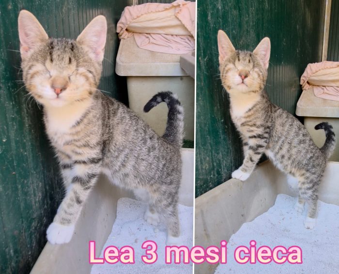 Siamo sommerse dai gattini - media 5