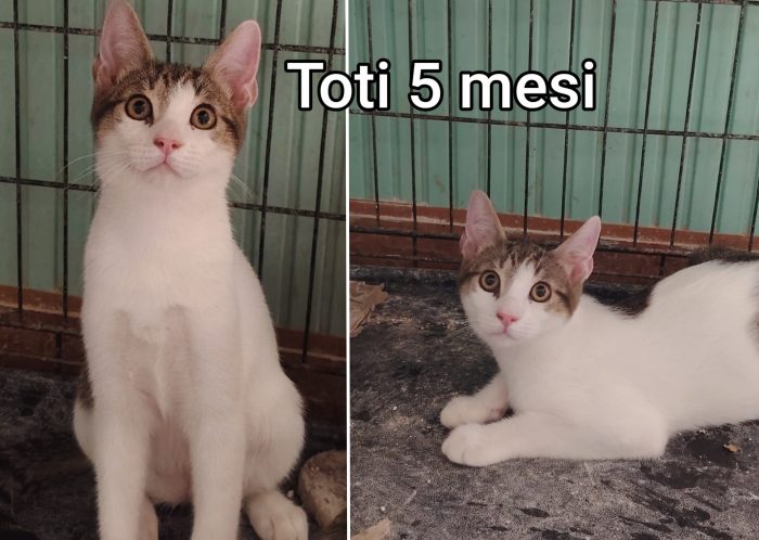 Siamo sommerse dai gattini - media 6