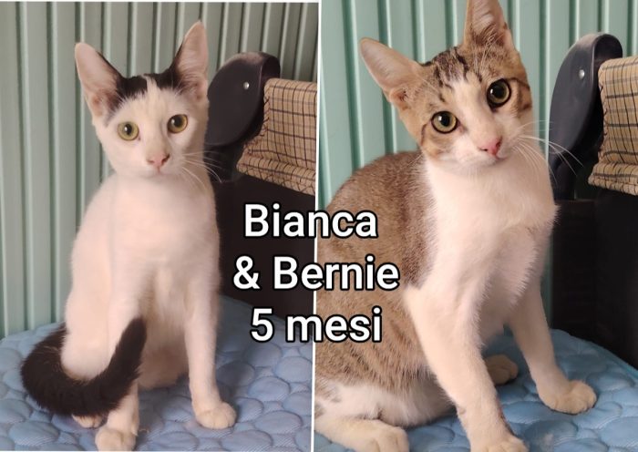 Siamo sommerse dai gattini - media 8