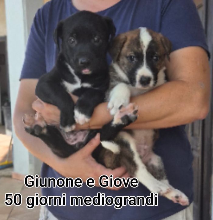 Siamo piene di cuccioli