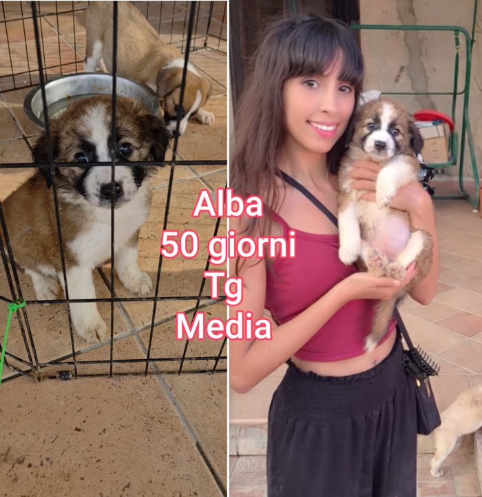 Siamo piene di cuccioli