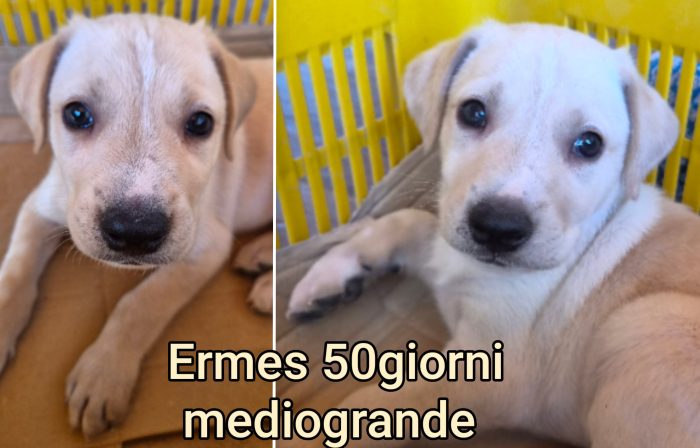 Siamo piene di cuccioli - media 4