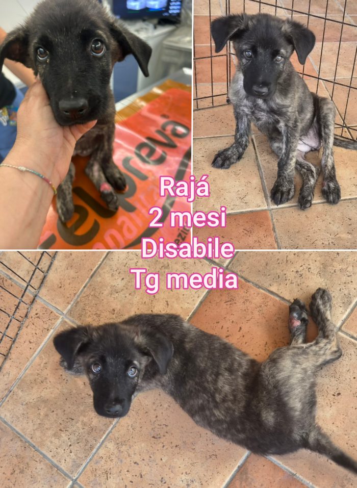 Siamo piene di cuccioli - media 5