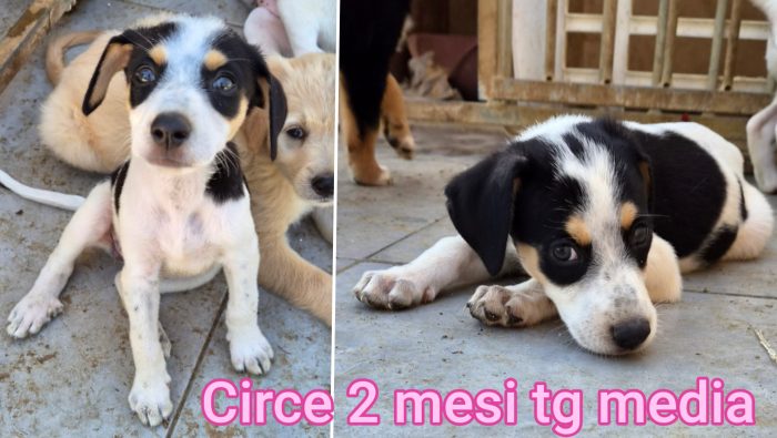 Siamo piene di cuccioli - media 6
