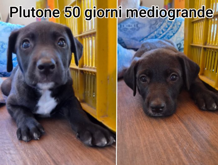 Siamo piene di cuccioli - media 7