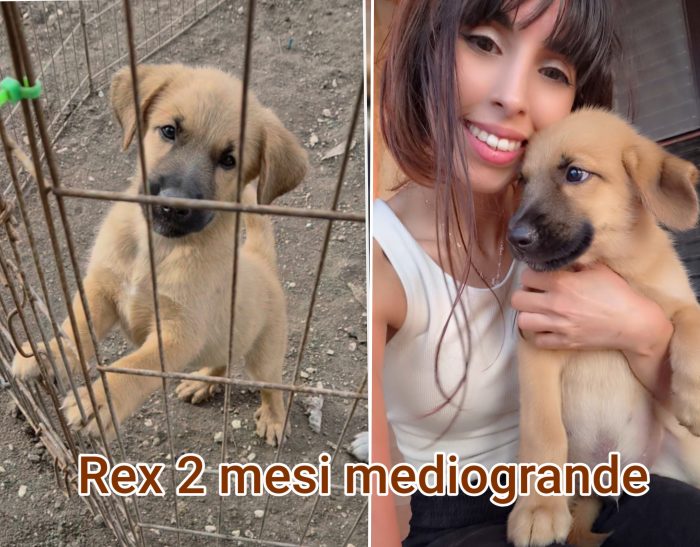 Siamo piene di cuccioli - media 8