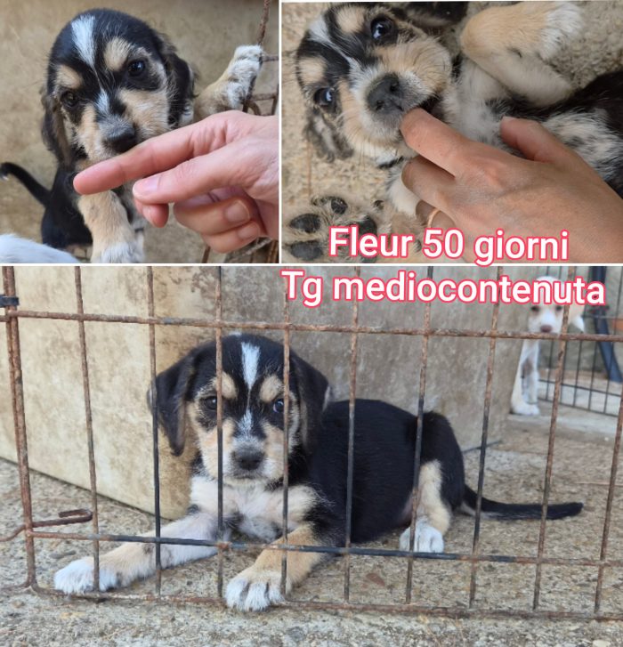 Siamo piene di cuccioli - media 9